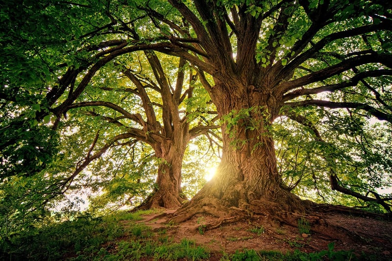 Forest of Serenity